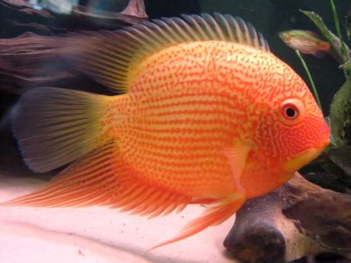 Red Spotted Severum 2.5"