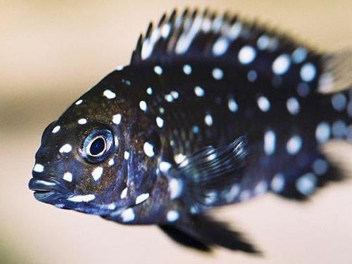 Tropheus Duboisi S