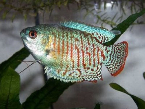 Male Dwarf Gourami XL
