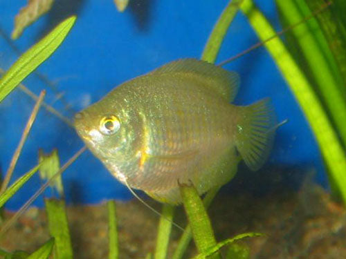 Female Dwarf Gourami XL