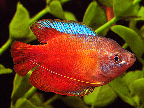 Neon Red Male Dwarf Gourami XL