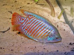 Neon Blue Male Dwarf Gourami XL