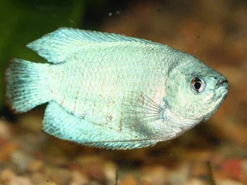Sky Blue Male Dwarf Gourami XL