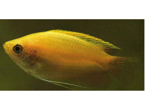Honey Gourami L