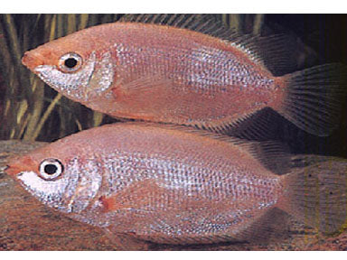 Pink Kissing Gourami SM