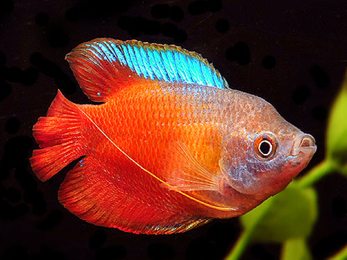 Red Fire Gourami L