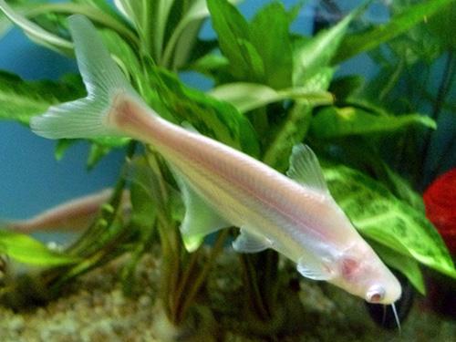 Albino Pangassius 2"