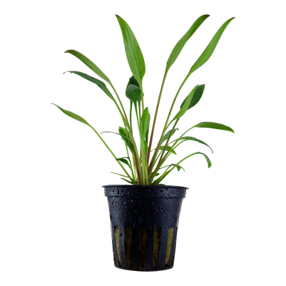 Cryptocoryne x Willisii
