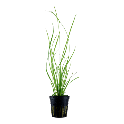 Cyperus Helferi