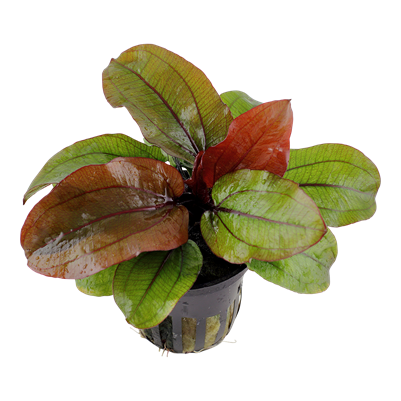 Echinodorus Reni