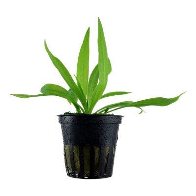 Helanthium Bolivianum 'Quadricostatus'