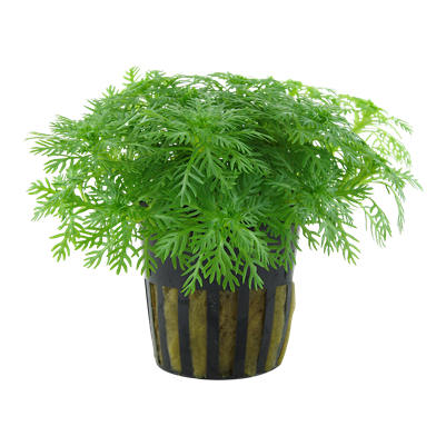 Hottonia Palustris