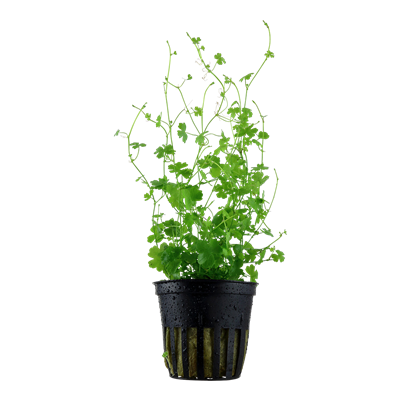 Hydrocotyle Tripartita