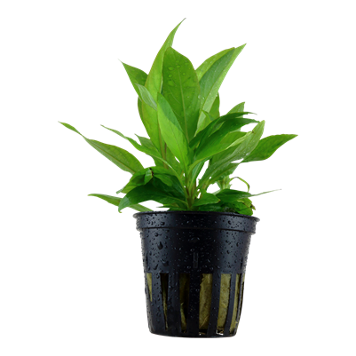 Hygrophila Corymbosa 'Stricta'