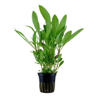 Hygrophila Costata