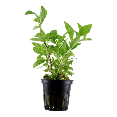 Hygrophila Polysperma 'Rosanervig'