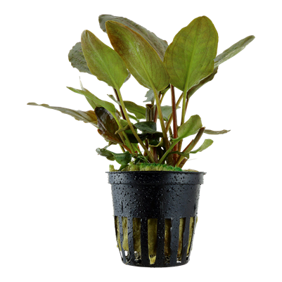 Lagenandra Meeboldii 'Red'