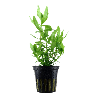 Hygrophila Polysperma