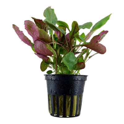Lobelia Cardinalis