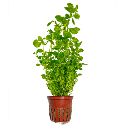 Ludwigia Palustris 'Green'