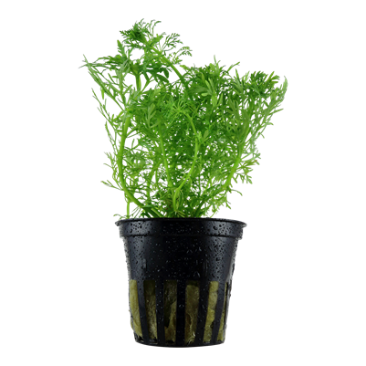 Limnophila Aquatica