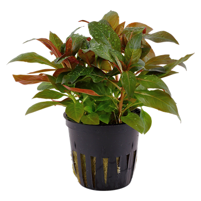 Ludwigia Plandulosa