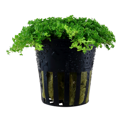 Micranthemum Callitrichoides ´Cuba´