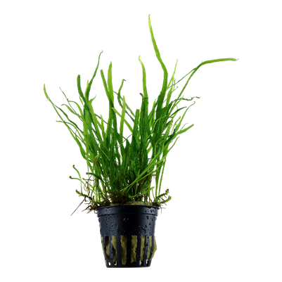 Microsorum Pteropus 'Trident'