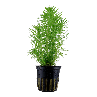 Pogostemon Deccanensis