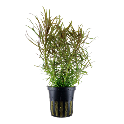 Pogostemon Stellatus