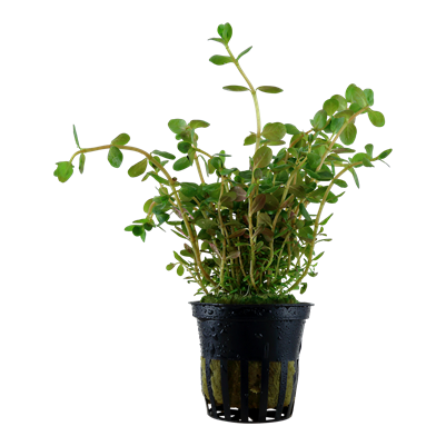 Rotala Rotundifolia