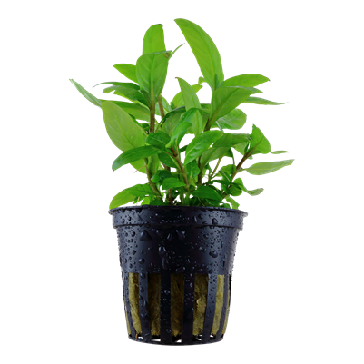 Staurogyne Repens