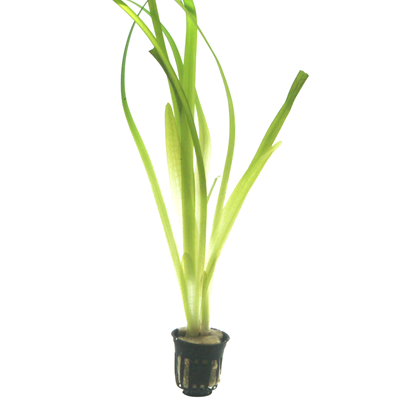 Vallisneria 'Gigantea'
