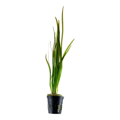 Vallisneria Spiralis 'Tiger'