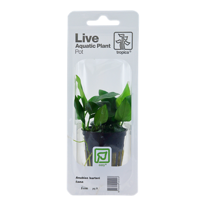 Anubias barteri nana
