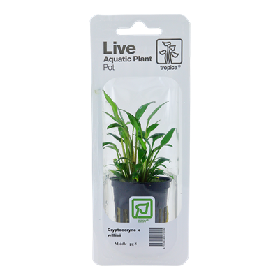 Cryptocoryne x willisii