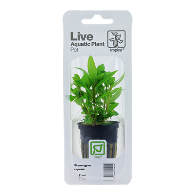 Staurogyne repens