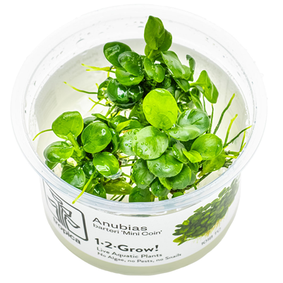 Anubias Barteri 'Mini Coin'