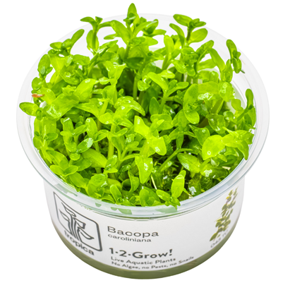 Bacopa Caroliniana