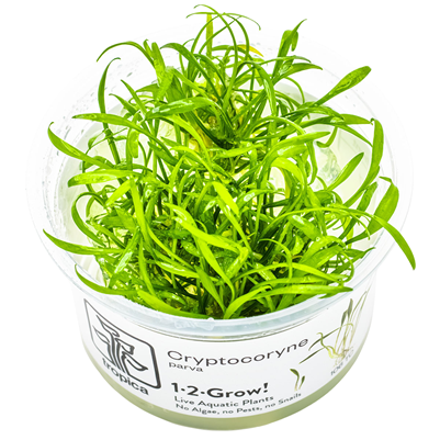 Cryptocoryne Parva