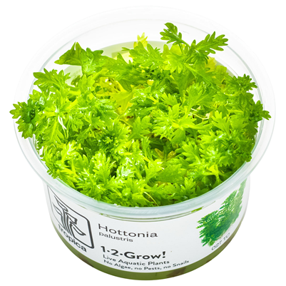 Hottonia Palustris