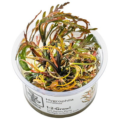 Hygrophila Pinnatifida