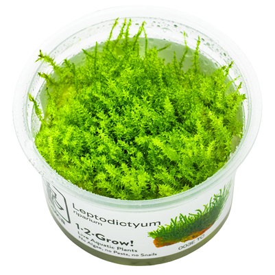 Leptodictyum Riparium