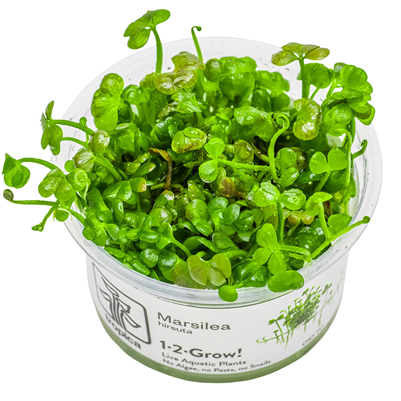 Marsilea Hirsuta