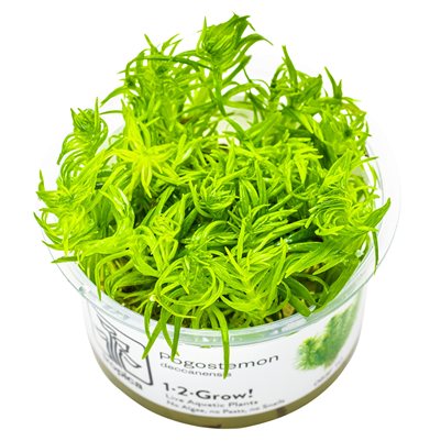 Pogostemon Deccanensis