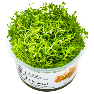 Rotala Rotundifolia 'H'ra'