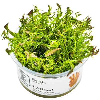 Rotala Wallichii