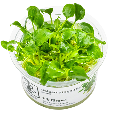 Schismatoglottis Prietoi