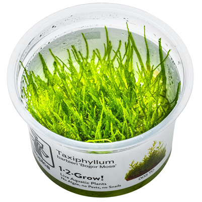Taxiphyllum Barbieri 'Bogor Moss'