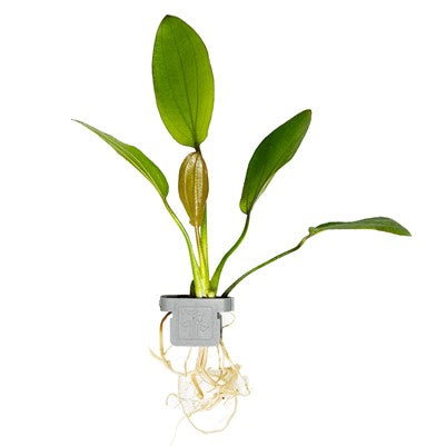 Echinodorus x barthii